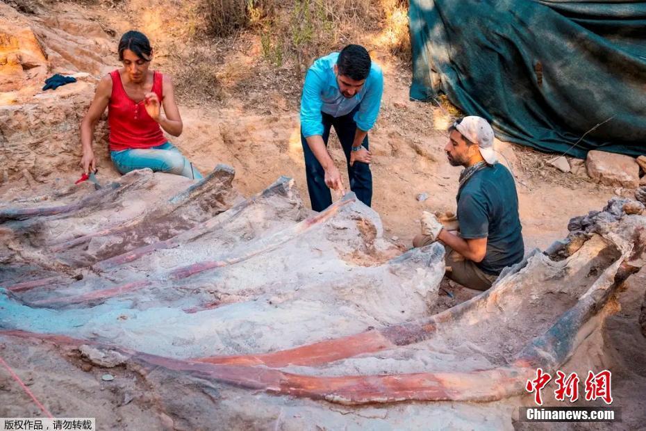 Fósseis de dinossauros gigantes s?o encontrados em Portugal