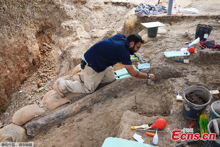 Presa de elefante gigante de 500.000 anos é descoberta em Israel