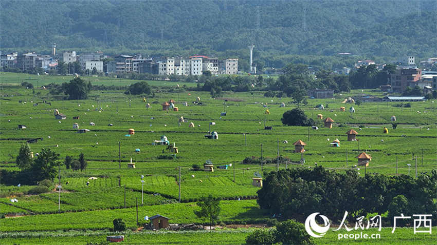 Galeria: Jardim de Jasmim Chinês de Hengzhou, Guangxi