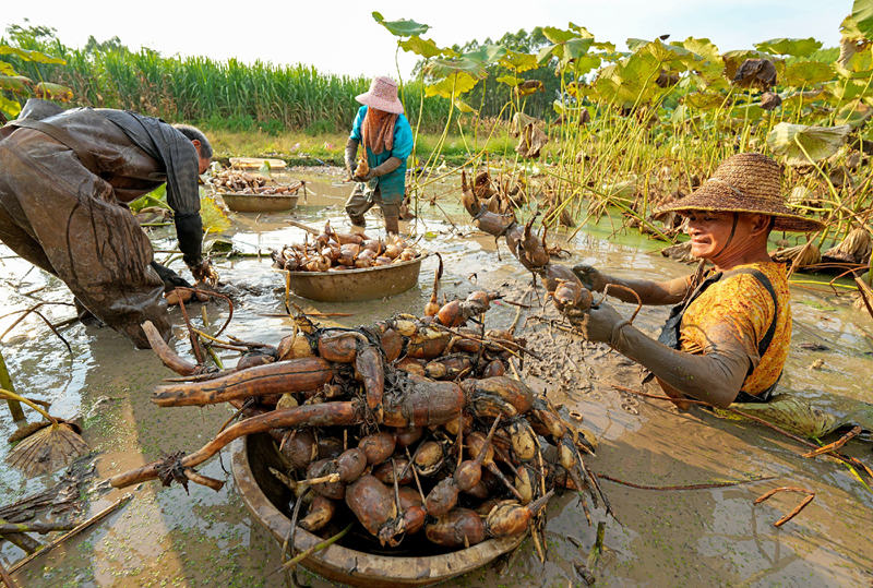 Guangxi: indústrias especiais promovem revitaliza??o rural