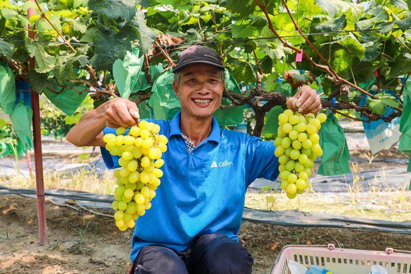 Guangxi: indústrias especiais promovem revitaliza??o rural