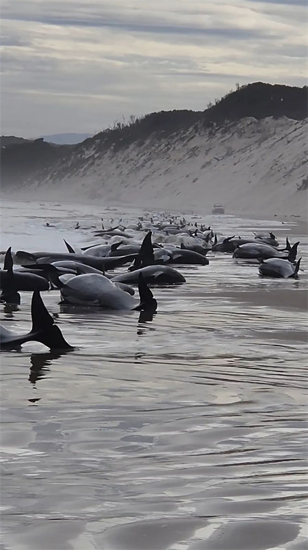 Austrália: 230 baleias encalhadas em praia
