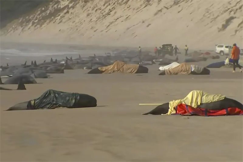 Austrália: 230 baleias encalhadas em praia