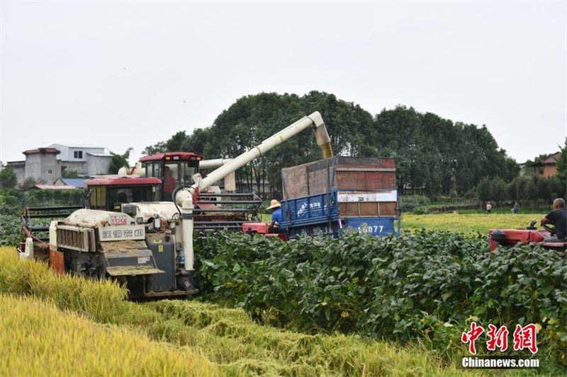 Sichuan: 3.3 mil mu de campos recebem esta??o de colheita