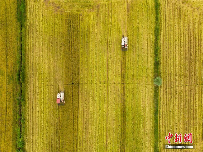 Sichuan: 3.3 mil mu de campos recebem esta??o de colheita