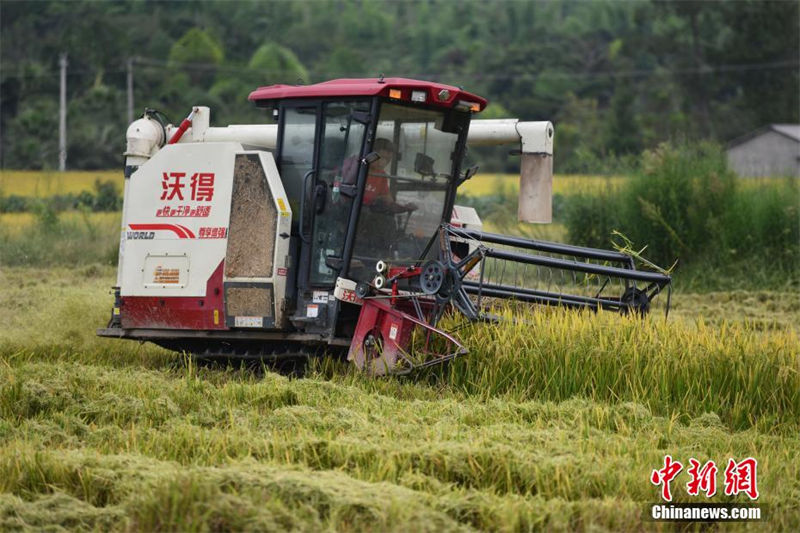 Sichuan: 3.3 mil mu de campos recebem esta??o de colheita