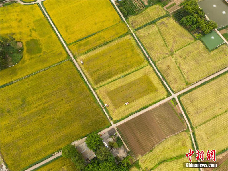 Sichuan: 3.3 mil mu de campos recebem esta??o de colheita