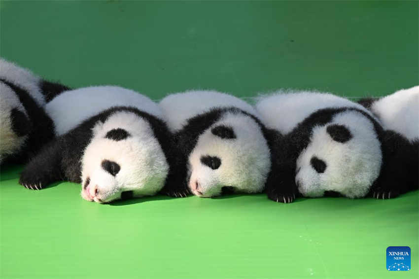 Filhotes de panda fazem apari??o pública na base de reprodu??o no sudoeste da China
