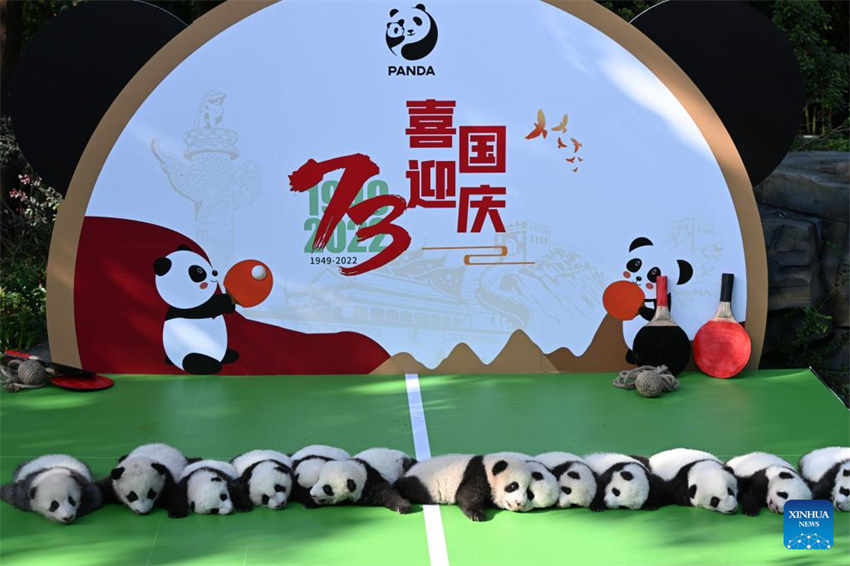 Filhotes de panda fazem apari??o pública na base de reprodu??o no sudoeste da China