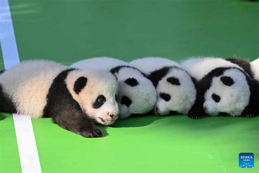 Filhotes de panda fazem apari??o pública na base de reprodu??o no sudoeste da China