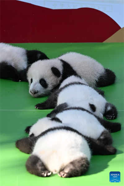 Filhotes de panda fazem apari??o pública na base de reprodu??o no sudoeste da China