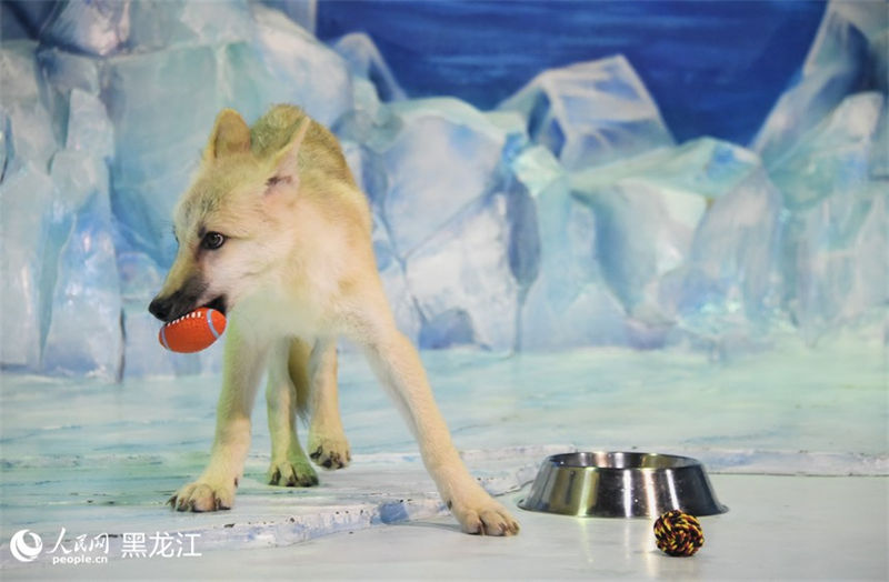 Primeiro “l(fā)obo ártico clonado” do mundo aparece no Parque Polar em Harbin