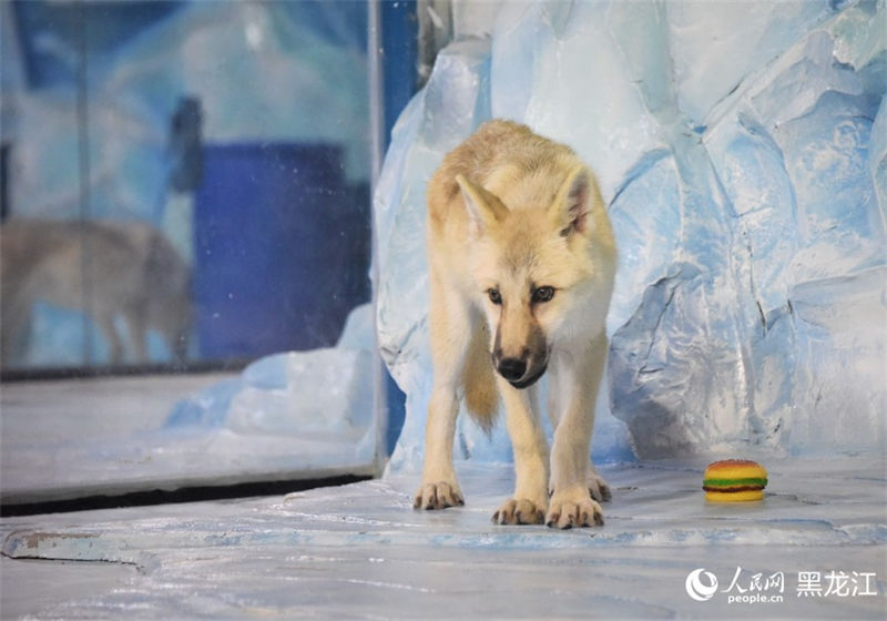 Primeiro “l(fā)obo ártico clonado” do mundo aparece no Parque Polar em Harbin