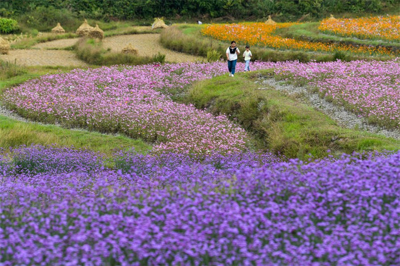 Guizhou: distrito de Guiyang visa promover vitaliza??o rural com turismo agrícola