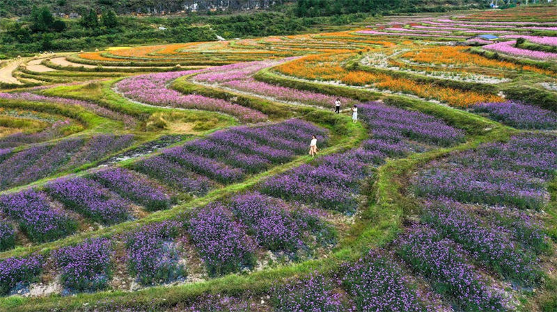 Guizhou: distrito de Guiyang visa promover vitaliza??o rural com turismo agrícola