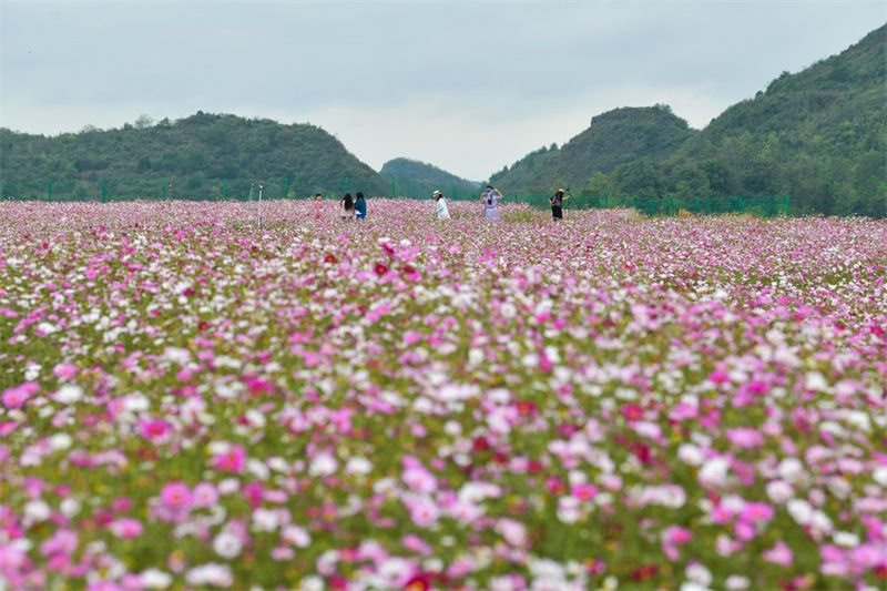 Guizhou: distrito de Guiyang visa promover vitaliza??o rural com turismo agrícola