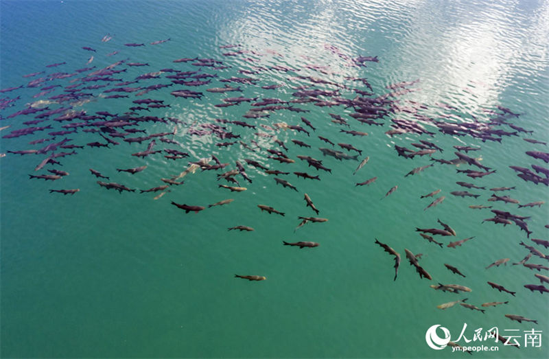 Yunnan: grande número de carpa negra surge no lago Fuxian 