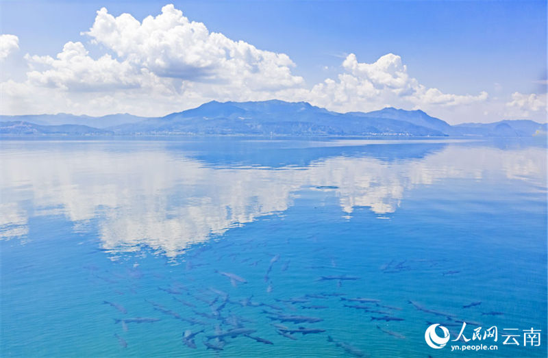Yunnan: grande número de carpa negra surge no lago Fuxian 