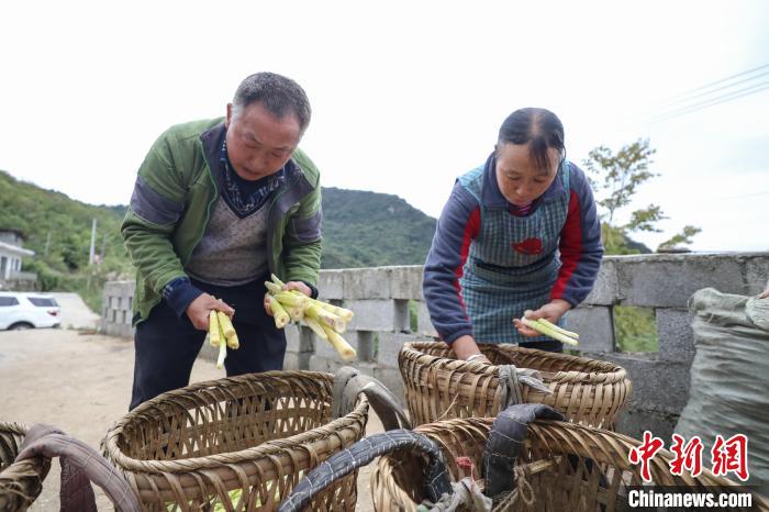 Guizhou inicia temporada de colheita de rebentos de bambu