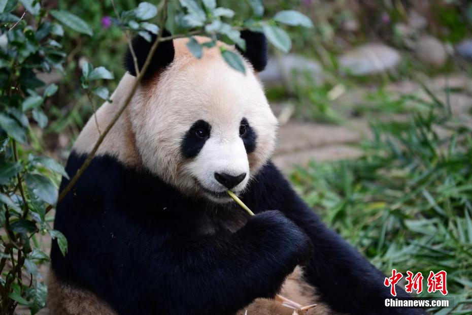 China presenteia Qatar com dois pandas gigantes por conta da Copa do Mundo