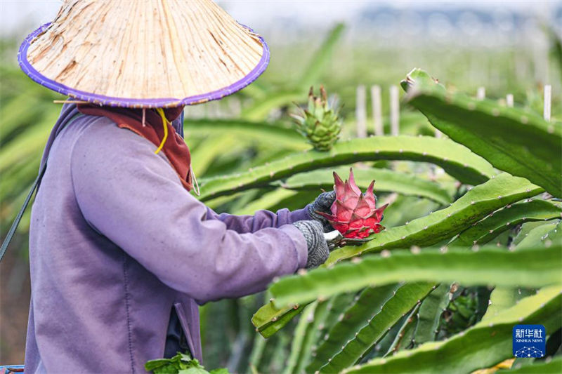Hainan inicia colheita de frutas do drag?o 