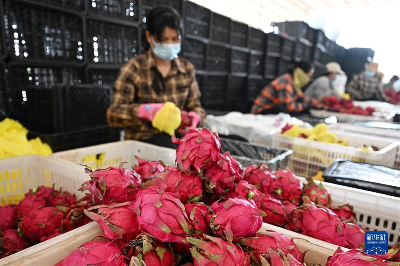 Hainan inicia colheita de frutas do drag?o 