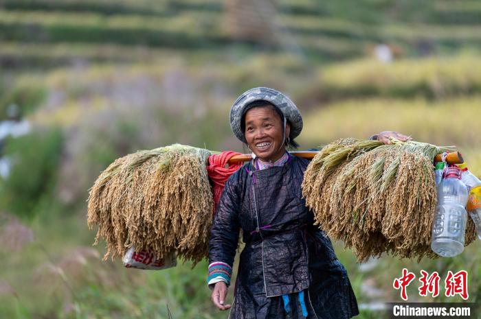 Guizhou inicia temporada da colheita de arroz
