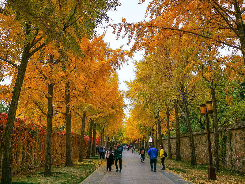 Beijing: cenário de outono do Antigo Palácio de Ver?o atrai turistas
