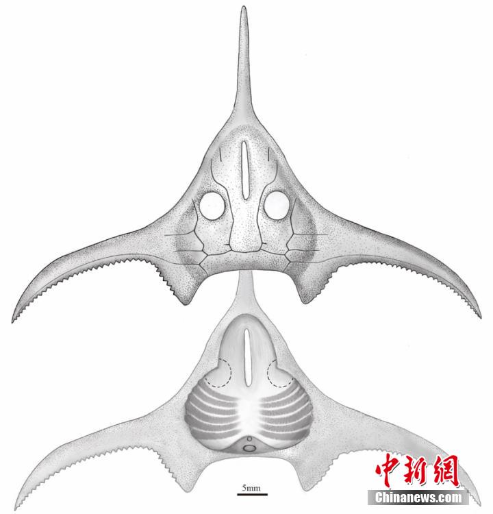 Academia Chinesa de Ciências disponibiliza representa??o de pterogonaspis, espécie com 410 milh?es de anos
