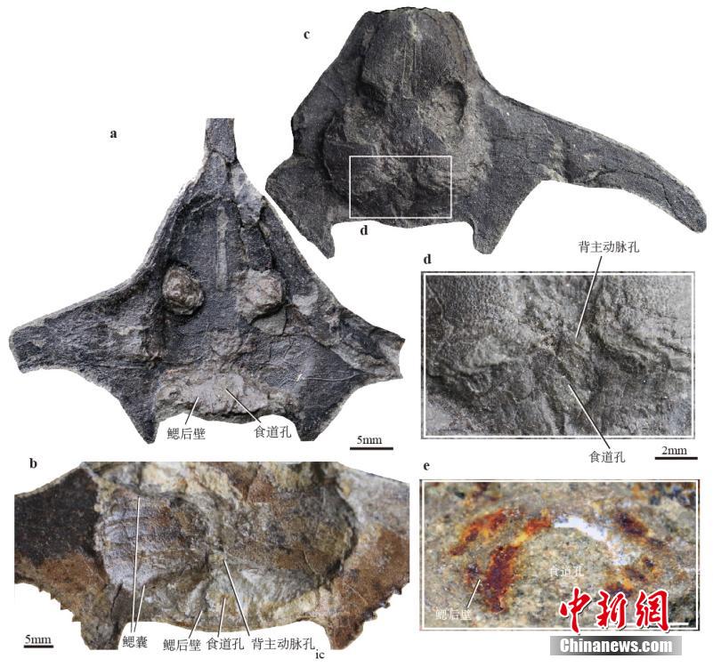 Academia Chinesa de Ciências disponibiliza representa??o de pterogonaspis, espécie com 410 milh?es de anos