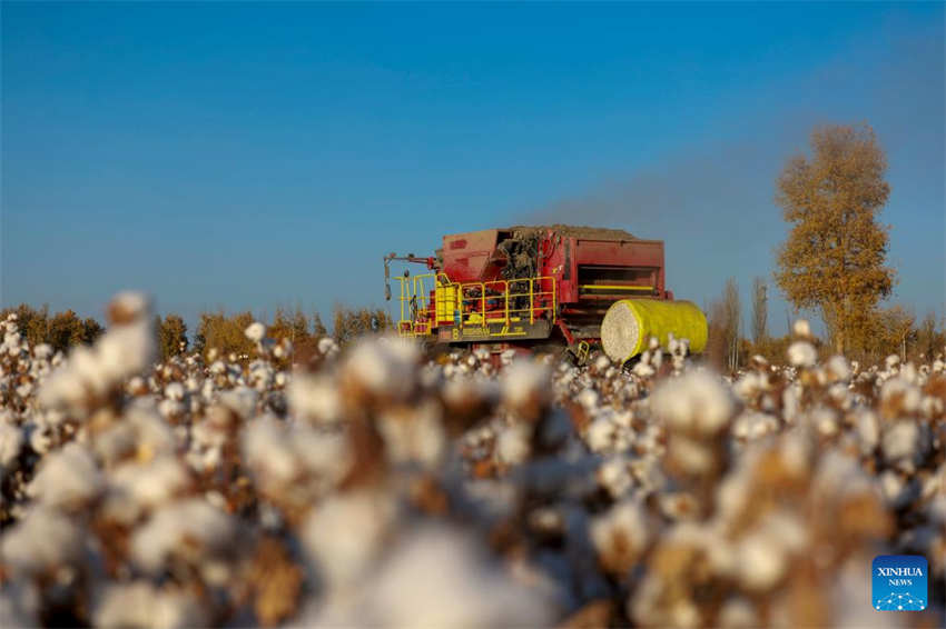 Xinjiang: colheita do algod?o chega ao fim