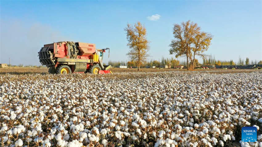 Xinjiang: colheita do algod?o chega ao fim