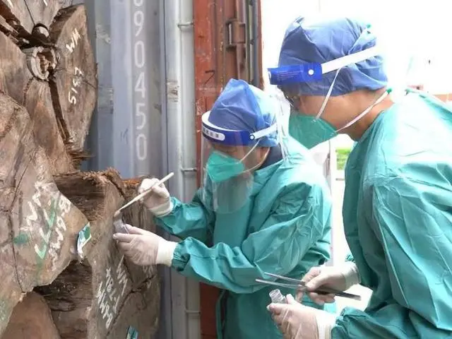 Alfandega chinesa intercepta novas espécies de baratas