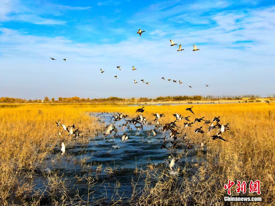 Rio Tarim se torna local ideal para migra??o de aves