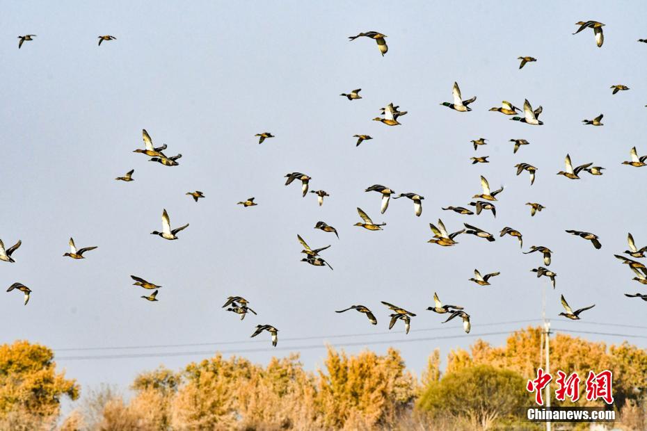 Rio Tarim se torna local ideal para migra??o de aves