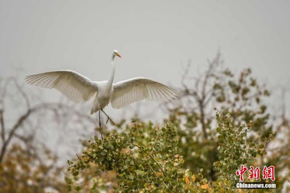 Rio Tarim se torna local ideal para migra??o de aves