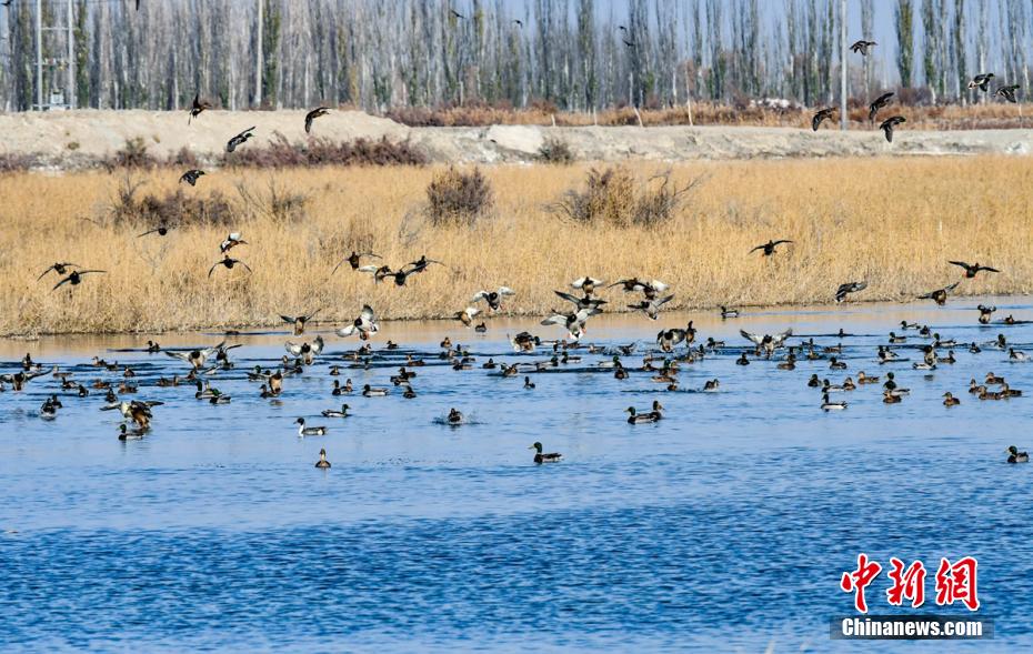 Rio Tarim se torna local ideal para migra??o de aves