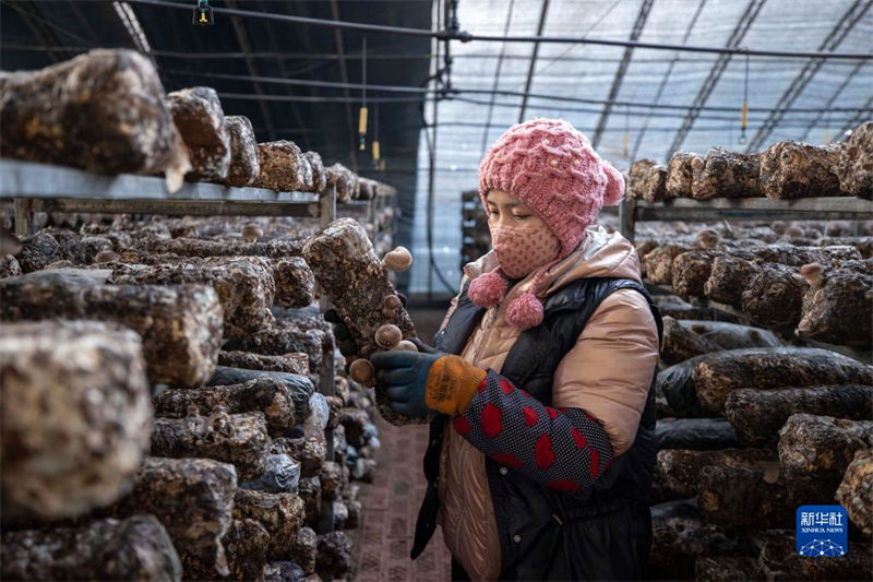 Indústria de fungos comestíveis ajuda revitaliza??o rural de Ningxia