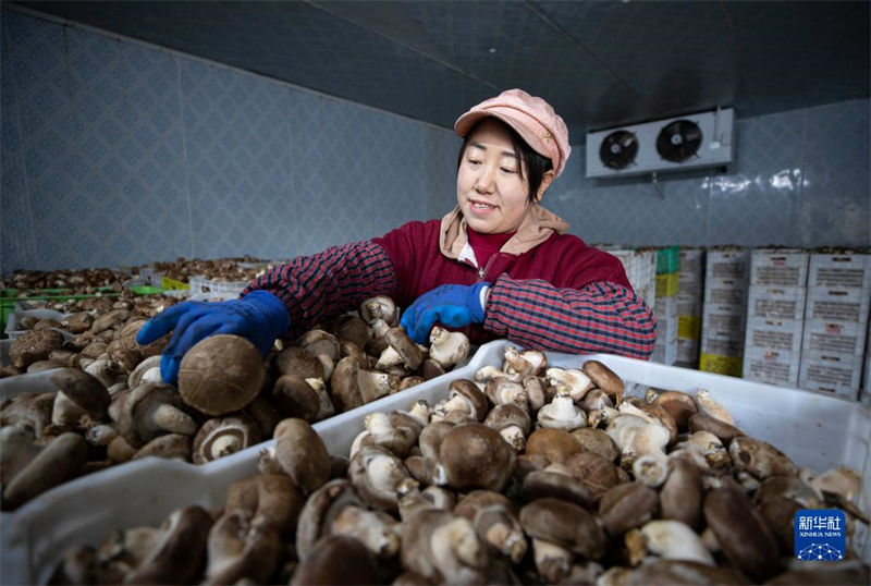 Indústria de fungos comestíveis ajuda revitaliza??o rural de Ningxia