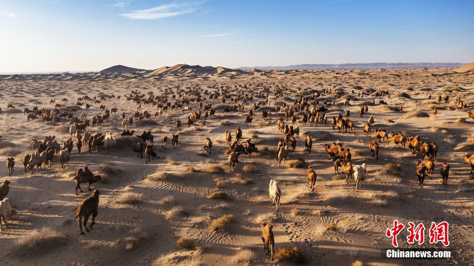 Galeria: transferência de camelos em inverno é iniciada no deserto de Badain Jaran
