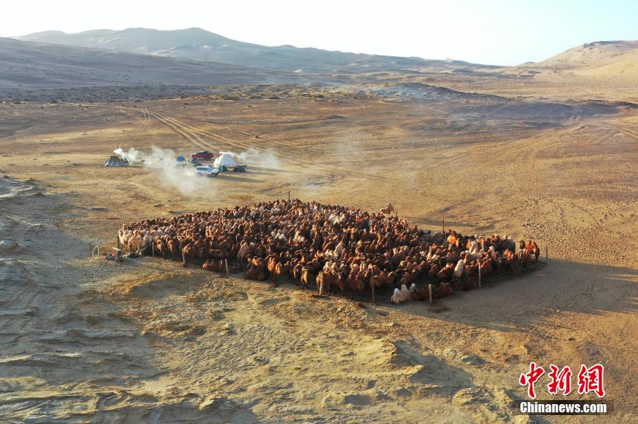 Galeria: transferência de camelos em inverno é iniciada no deserto de Badain Jaran