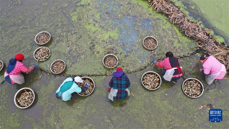 Agricultores est?o ocupados com chegada de “Daxue”