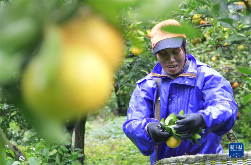 Agricultores est?o ocupados com chegada de “Daxue”