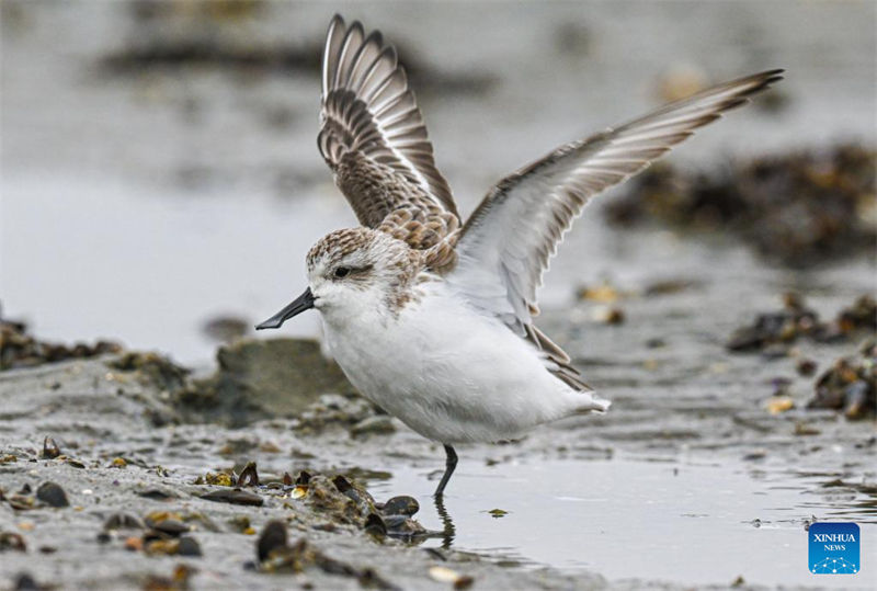 Sul da China rep?e ecossistemas com retorno de aves migratórias