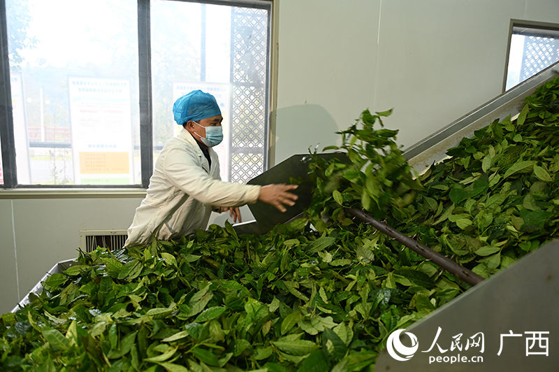 Chá Liubao torna-se produto mais vendido de Guangxi no exterior