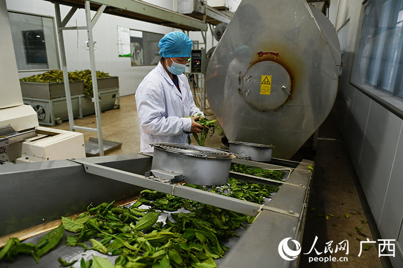 Chá Liubao torna-se produto mais vendido de Guangxi no exterior