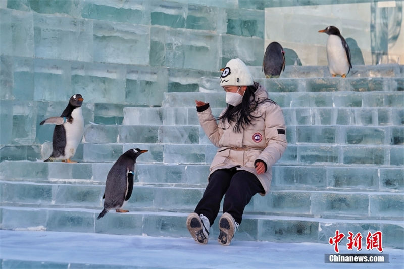 24o Mundo de Gelo e Neve de Harbin está aberto ao público