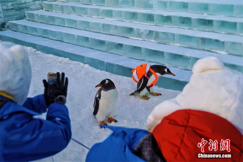 24o Mundo de Gelo e Neve de Harbin está aberto ao público