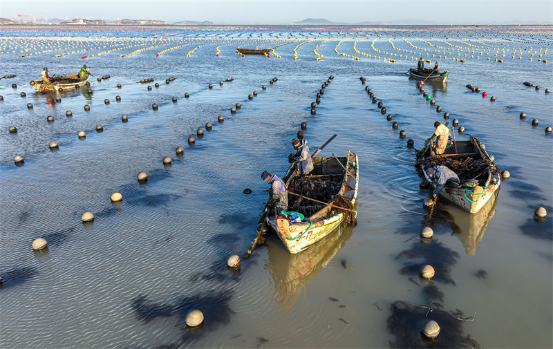 Pescadores de Shandong est?o ocupados com pesca marinheira do inverno
