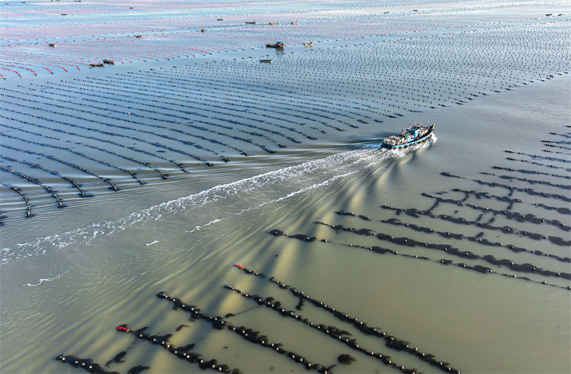 Pescadores de Shandong est?o ocupados com pesca marinheira do inverno